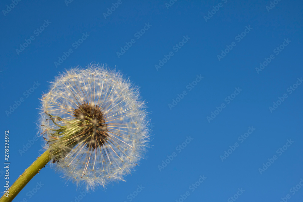 dandelion on background of blue sky dandelion on background of blue sky
