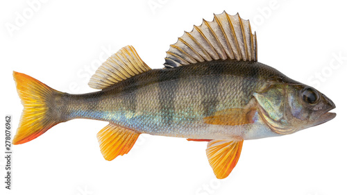 European perch known as the common,  redfin,  big-scaled redfin,  English, Eurasian river perch photo