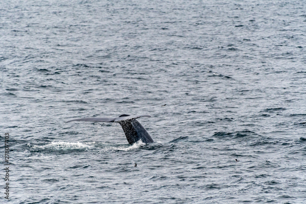 Fototapeta premium Blue Whale (Balaenoptera musculus) showing tail flukes as it dives deep in the ocean near Svalbard, Norway.