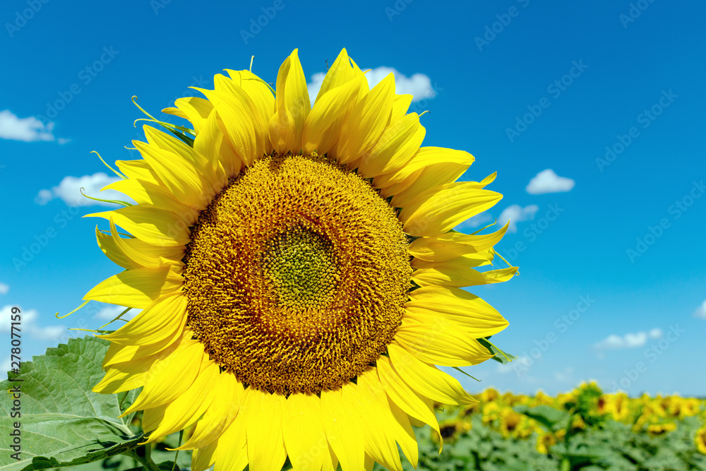 Sunflowers on the blue sky background agriculture farming rural economy agronomy concept Sunflowers on the blue sky background agriculture farming rural economy agronomy concept