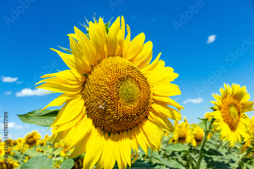 Sunflowers on the blue sky background agriculture farming rural economy agronomy concept