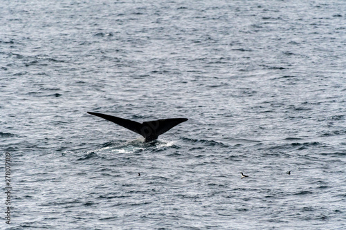 Blue Whale (Balaenoptera musculus) showing tail flukes as it dives deep in the ocean near Svalbard, Norway.