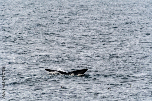 Blue Whale  Balaenoptera musculus  showing tail flukes as it dives deep in the ocean near Svalbard  Norway.
