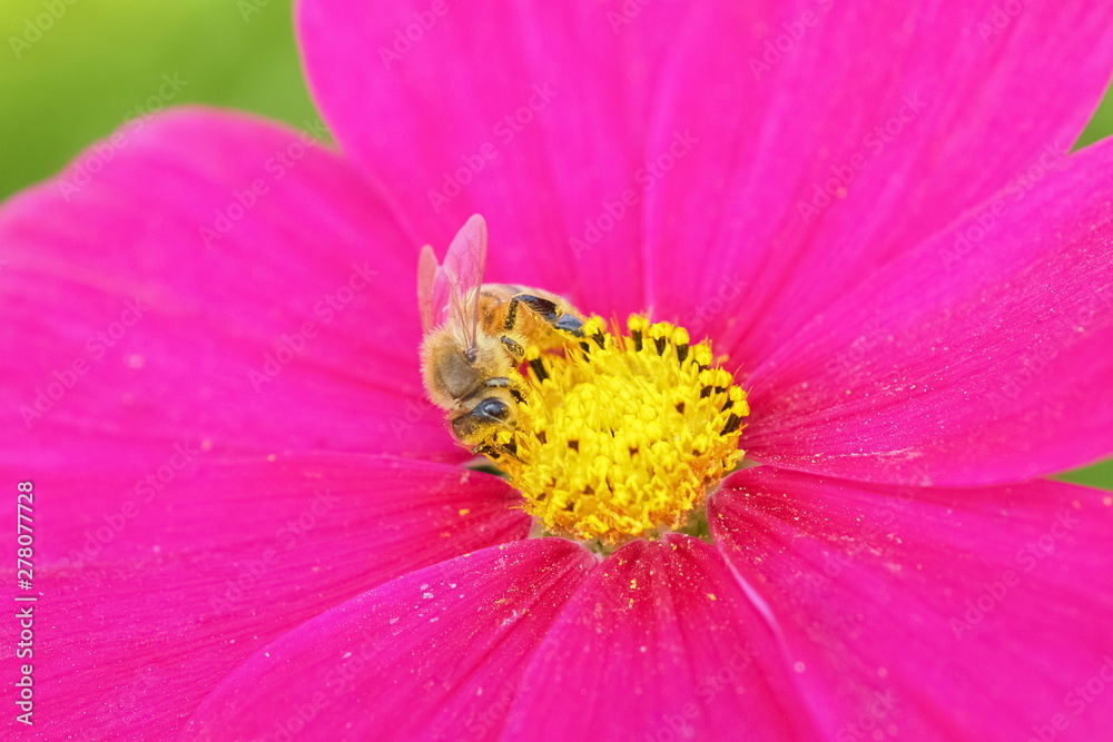 a little bee feeding and keep yellow pollen of pink cosmos flower.. a little bee feeding and keep yellow pollen of pink cosmos flower..