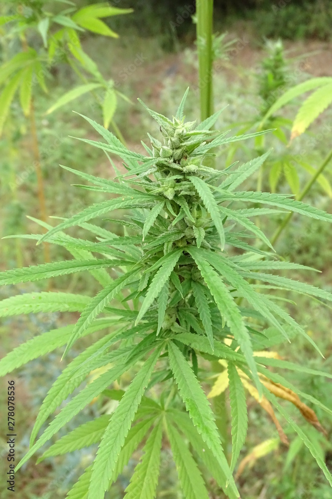 hemp plant close up from a plantation hemp plant close up from a plantation