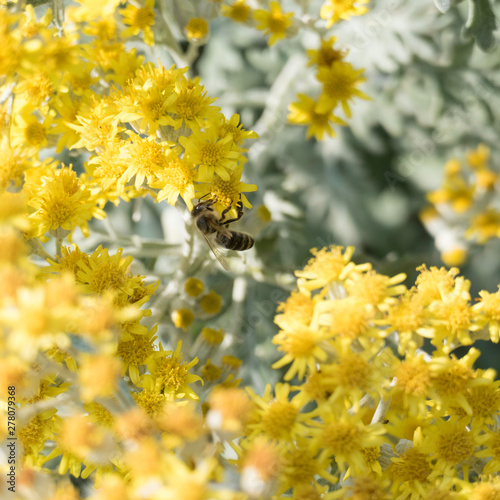 One bee collecting nectar on a yellow blossom of a jacobaea maritima photo