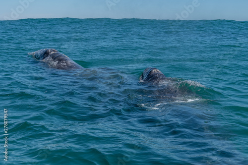 Gray whale (Eschrichtius robustus) mother and calf on the surface off the coast of Baja California, Mexico.