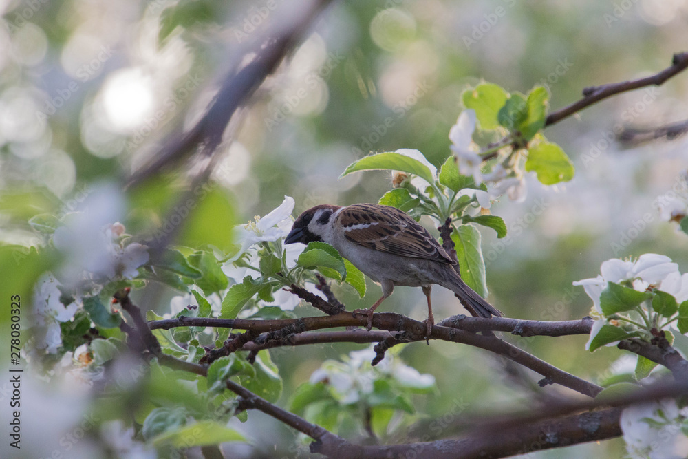 Obraz premium the bird is sitting on the branches of an apple tree
