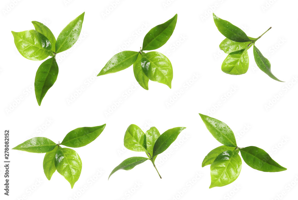 Set of fresh green coffee leaves on white background Set of fresh green coffee leaves on white background