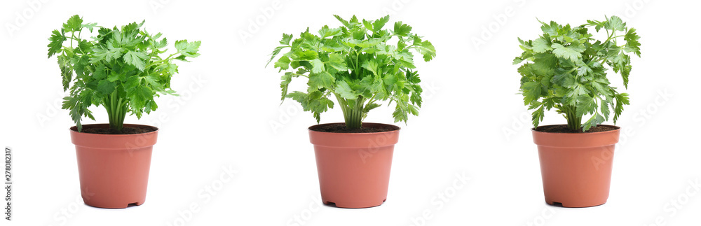 Set of fresh green parsley in pots on white background. Banner design Set of fresh green parsley in pots on white background. Banner design