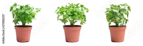 Set of fresh green parsley in pots on white background. Banner design