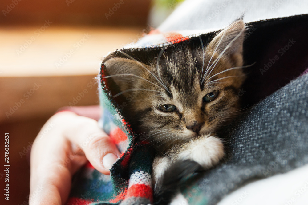 Why Is My Cat Being Sick?