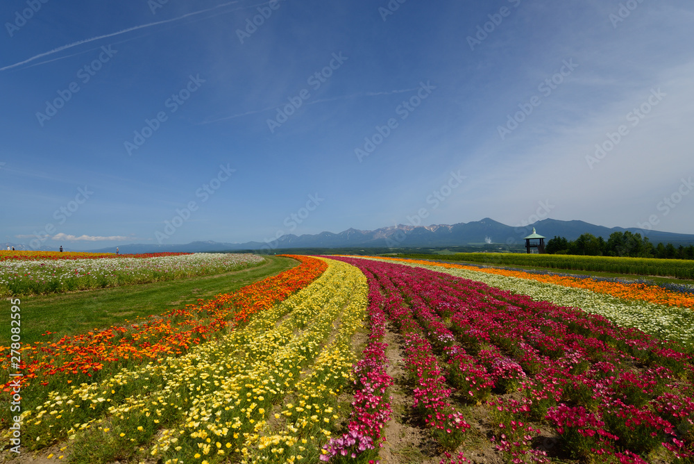 It is a flower field of Hokkaido