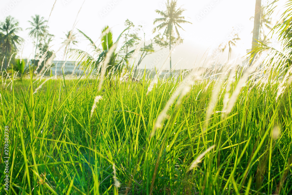 Obraz premium landscape view green tree palms Thailand island