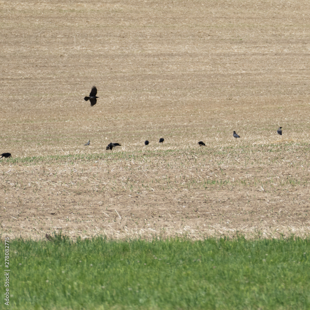 One corvidae flying to other black birds on the field. One corvidae flying to other black birds on the field.