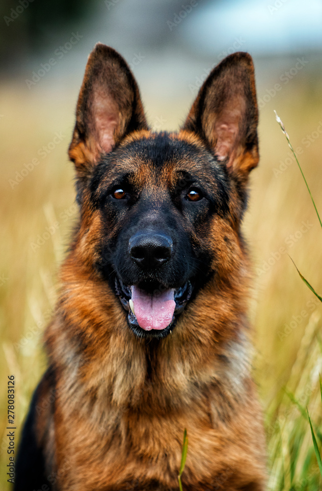 portrait of a german shepherd dog on the grass
