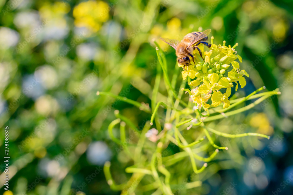 Honeybee on a blossom in the sun light while collecting nectar. Honeybee on a blossom in the sun light while collecting nectar.