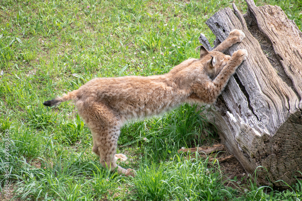 Lince boreal en el parque de la naturaleza de cabárceno espectacular felino Lince boreal en el parque de la naturaleza de cabárceno espectacular felino