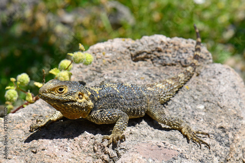 männlicher Hardun (Stellagama stellio) auf der Insel Nysiros, Griechenland - roughtail rock agama on Nisyros, Greece photo