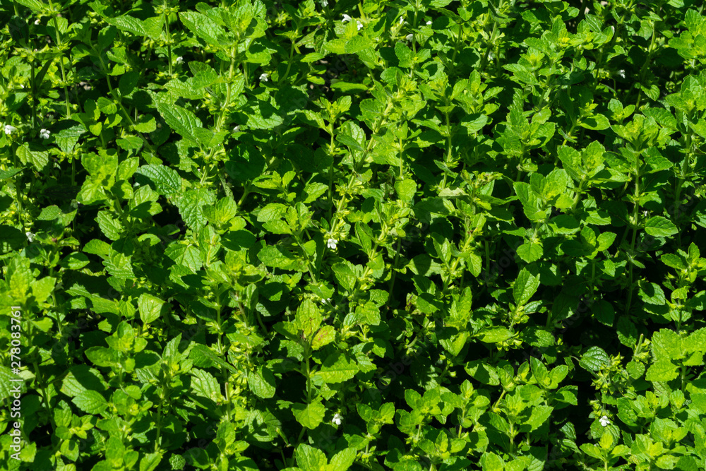 Obraz premium Zitronenmelisse