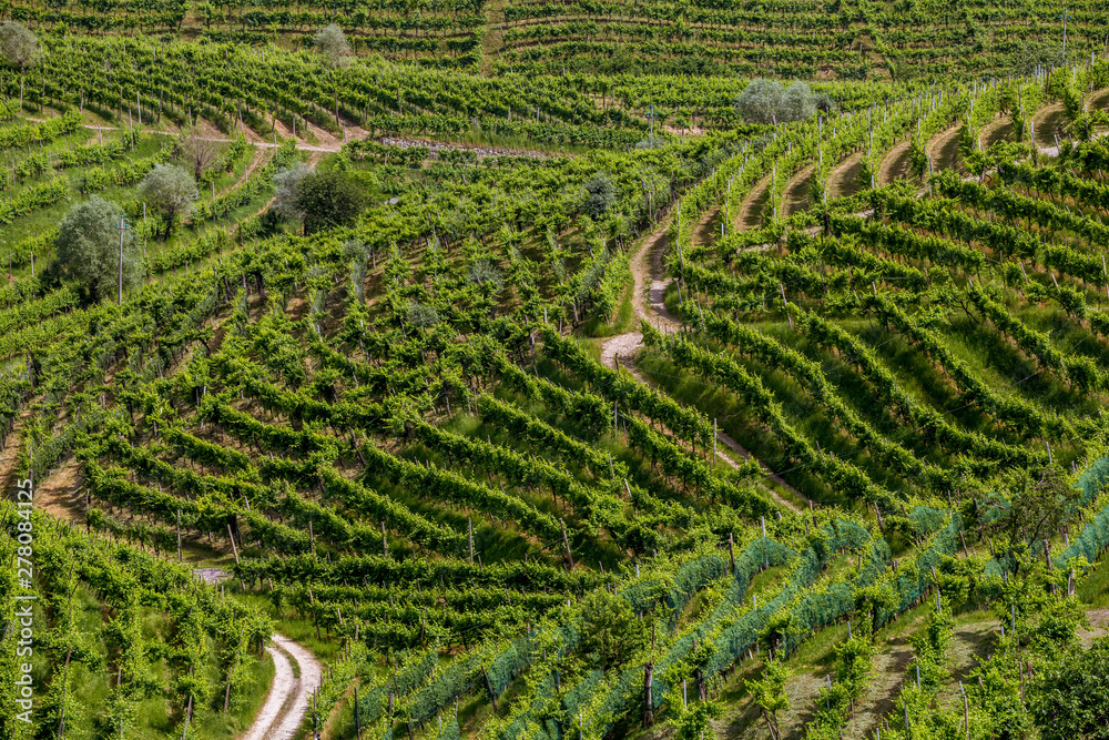 A county of vineyards around Valdobbiadene