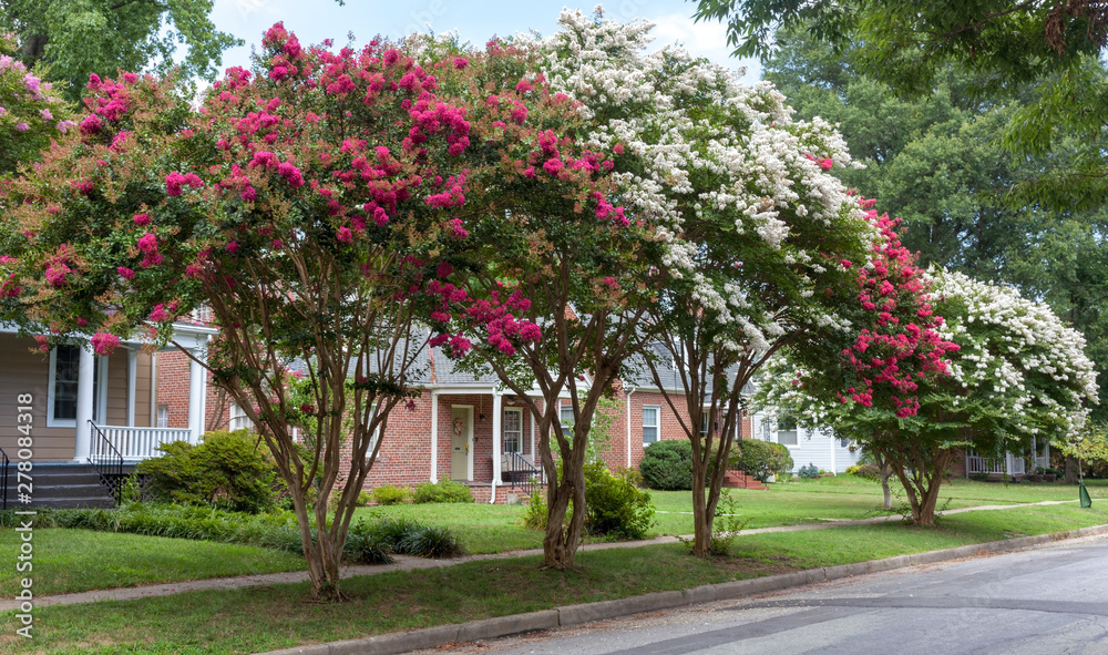 Red and white crepe myrtle trees on residential neighborhood street. Crape or crepe myrtles are chiefly known for their colorful and long-lasting flowers which occur in summer.