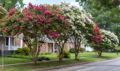Red and white crepe myrtle trees on residential neighborhood street. Crape or crepe myrtles are chiefly known for their colorful and long-lasting flowers which occur in summer.