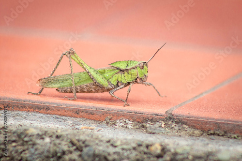  Beautiful grasshopper on the stone in summer (macro)