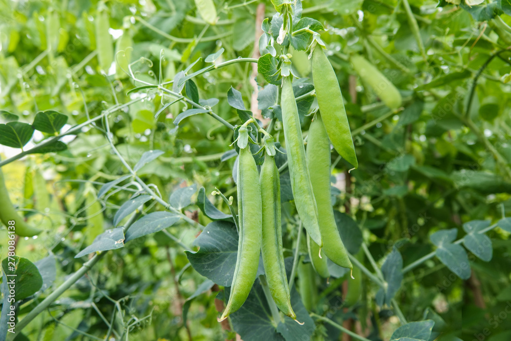 Organic produce of food peas in garden. Organic produce of food peas in garden.
