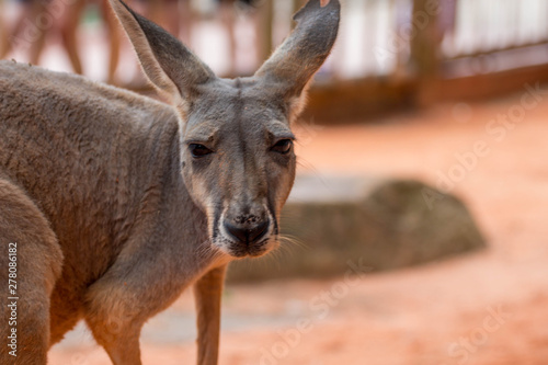 Portrait of a Kangaroo 
