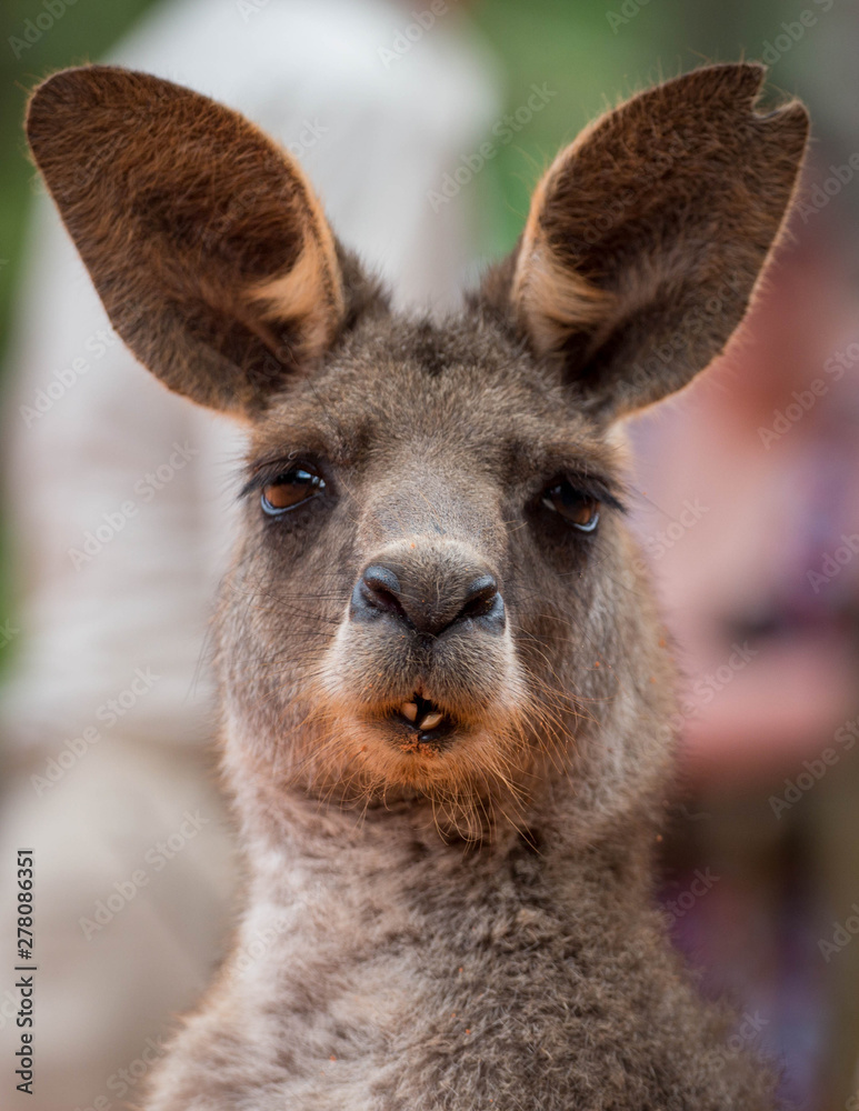Silly Funny Face of a Kangaroo Stock Photo | Adobe Stock
