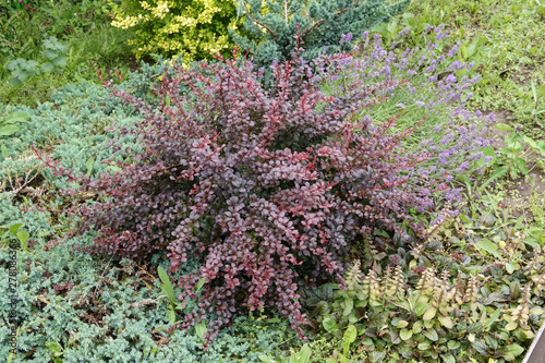 Red leaves of berberis thunbergii, Crimson Pygmy or Japanese barberry in spring garden.