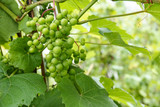 Green young wine grapes in the vineyard. Beginning of summer close up grapes growing on vines in a vineyard.