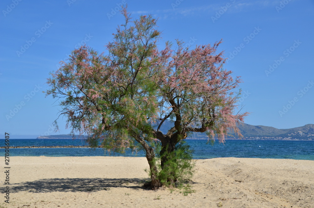happy tree happy tree