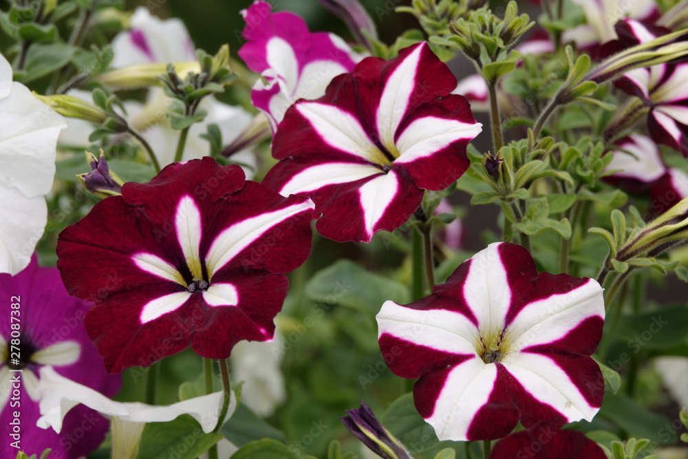 Petunia plant with lilac flowers. Closeup Petunia flowers. Purple Petunia flowers. Petunia plant with lilac flowers. Closeup Petunia flowers. Purple Petunia flowers.