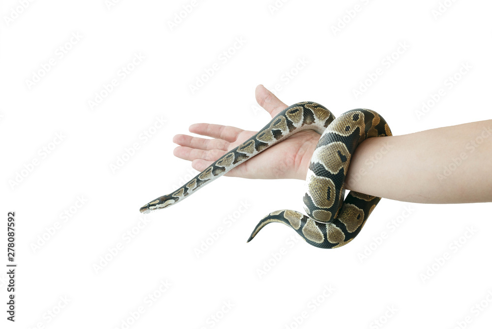 Naklejka premium The image of the royal or ball python on the hand of man