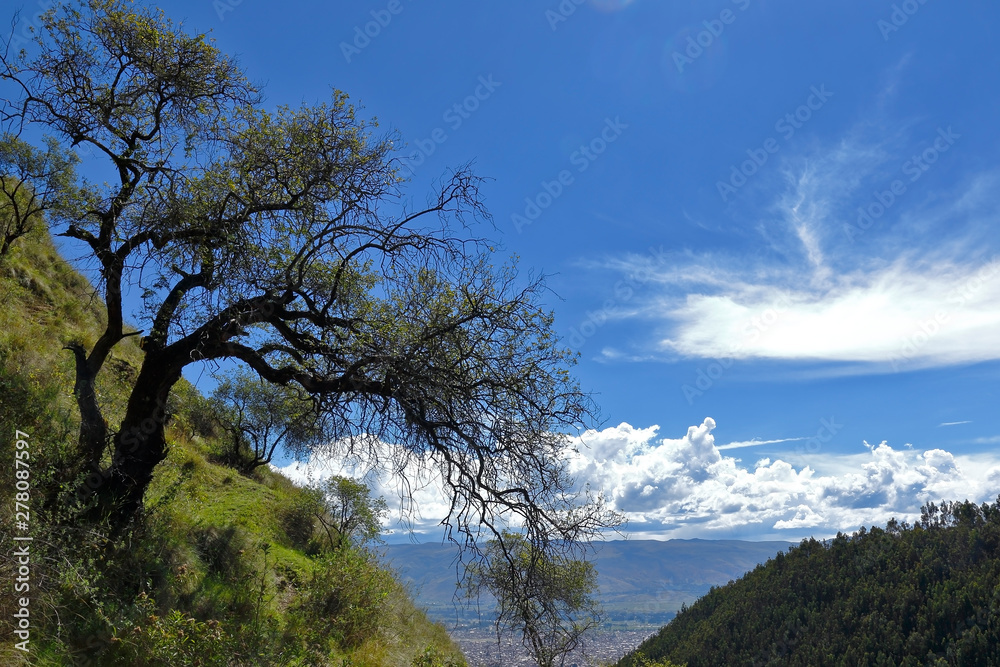 Tree on top of the mountain above the horizon
