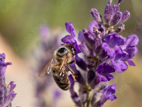 Close Up Bee at Lavender in Bokeh Style