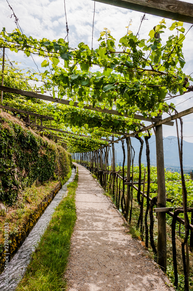 Algund, Waalweg, Wanderweg, Weinberg, Weinpergola, Vinschgau, Südtirol, Sommer, Italien Algund, Waalweg, Wanderweg, Weinberg, Weinpergola, Vinschgau, Südtirol, Sommer, Italien