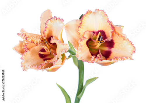 Daylily  Hemerocallis  pale pink two flowers close-up isolated on white background