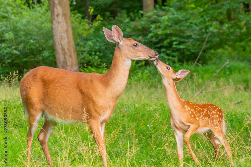 Mother and baby deer - fawn and doe - together in the forest Mother and baby deer - fawn and doe - together in the forest