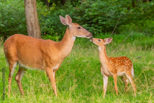 Fotografija Mother and baby deer - fawn and doe - together in the forest