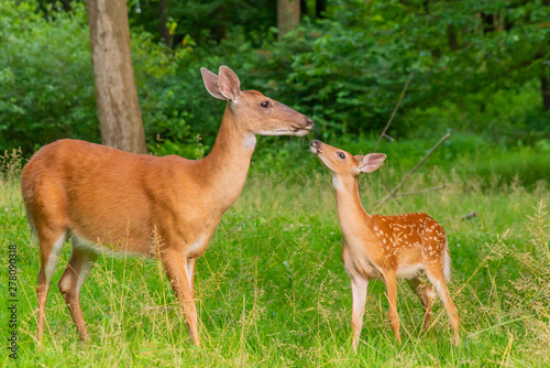 Fototapeta Naklejka Na Ścianę i Meble -  Mother and baby deer - fawn and doe - together in the forest