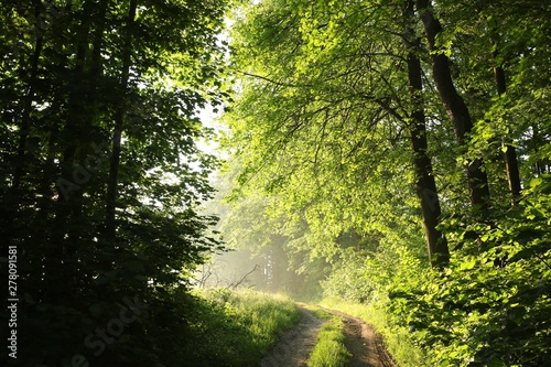 Country road trough the spring forest at dawn