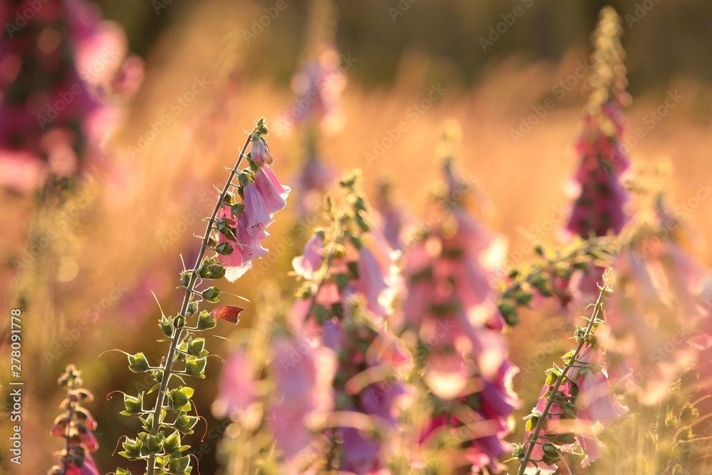 Obraz premium Purple foxglove (Digitalis purpurea) at dawn
