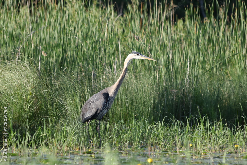Fototapeta premium Great Blue Heron fishing