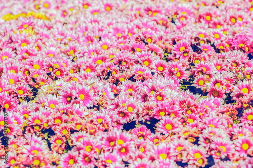 focus blurred for pink flower background, view of Paris daisy (Argyranthemum frutescens) blossom with focus blurred.