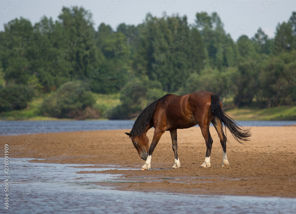 Free horse by the river Free horse by the river