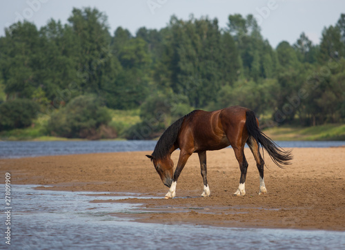 Free horse by the river