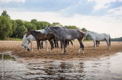 Free horses by the river
